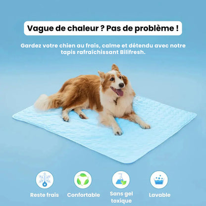 Tapis Auto-Rafraîchissant pour Chien